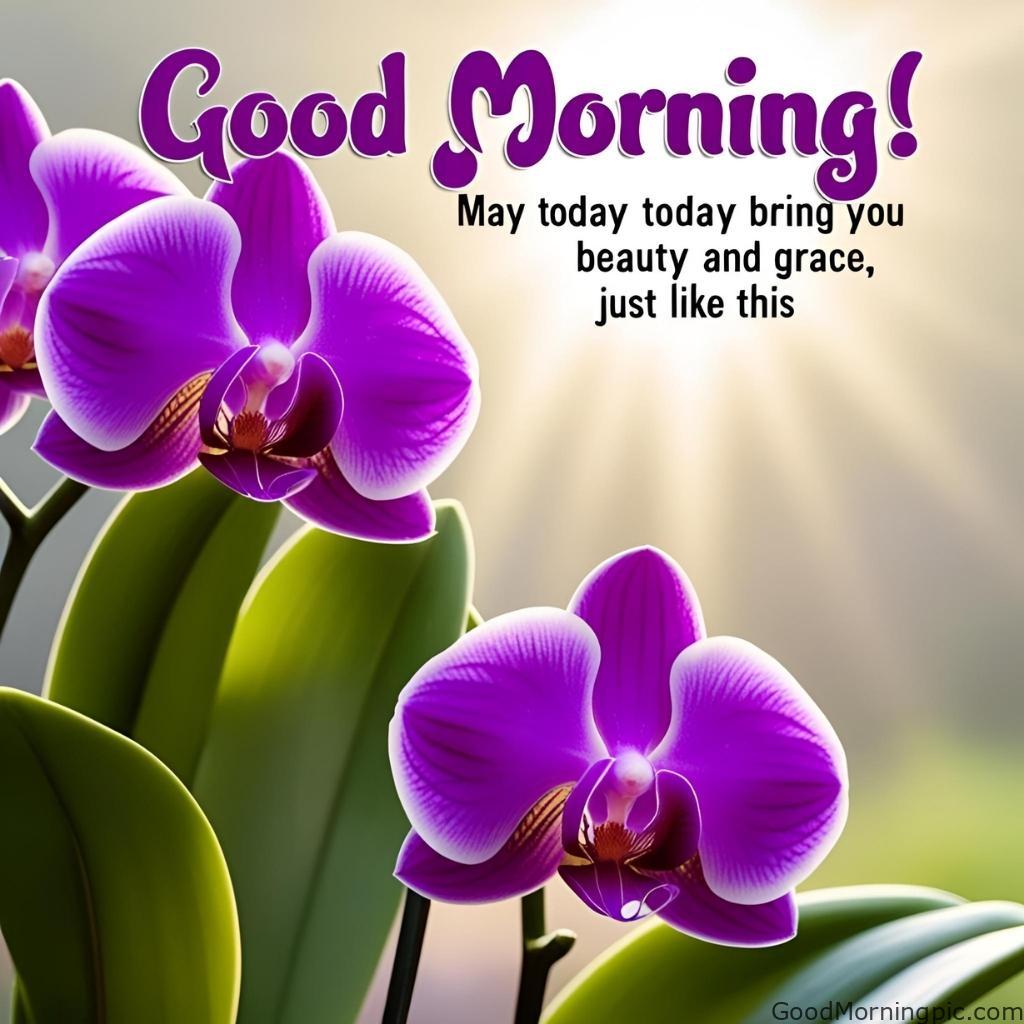301+ Good Morning Flowers Images to Brighten Your Day 120 Best Flower Good Morning Images 4 Good Morning Flowers Images