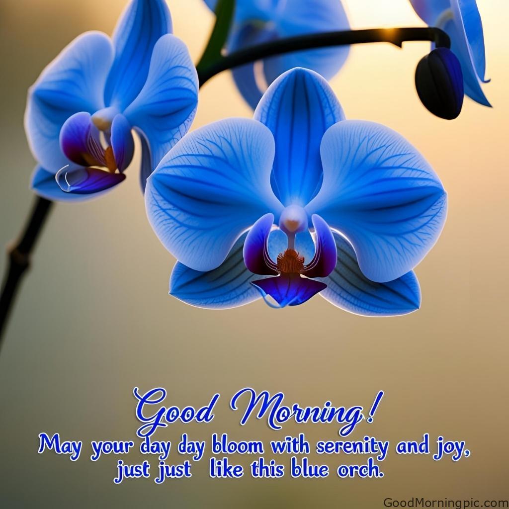 301+ Good Morning Flowers Images to Brighten Your Day 96 Blue Flowers Good Morning Images 5 Good Morning Flowers Images
