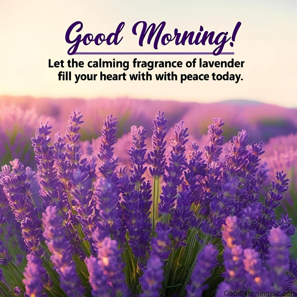 301+ Good Morning Flowers Images to Brighten Your Day 248 Good Morning Images with Lavender Flowers Good Morning Flowers Images