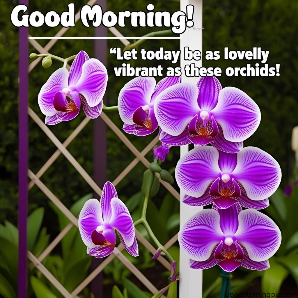 301+ Good Morning Flowers Images to Brighten Your Day 191 Good Morning Images with Orchid Flowers 5 Good Morning Flowers Images