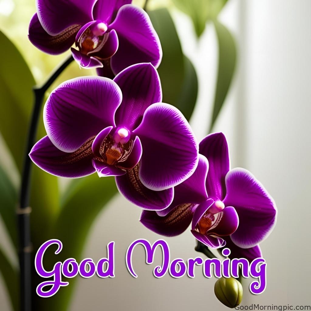 301+ Good Morning Flowers Images to Brighten Your Day 103 Good Morning Images with Purple Flowers 2 Good Morning Flowers Images