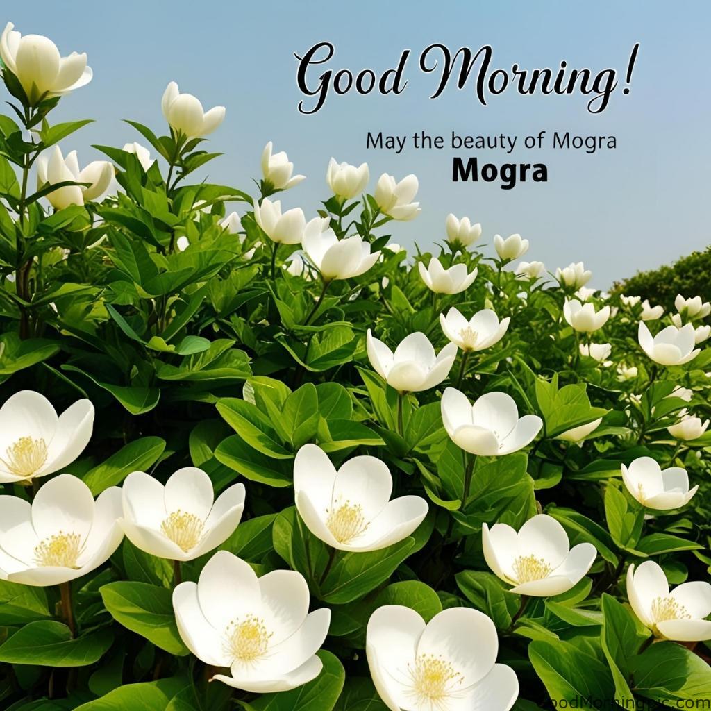 301+ Good Morning Flowers Images to Brighten Your Day 143 Good Morning Mogra Flower Images 2 Good Morning Flowers Images