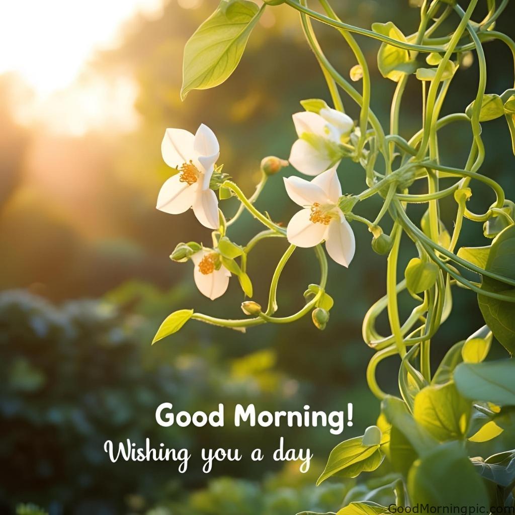 301+ Good Morning Flowers Images to Brighten Your Day 145 Good Morning Mogra Flower Images 4 Good Morning Flowers Images